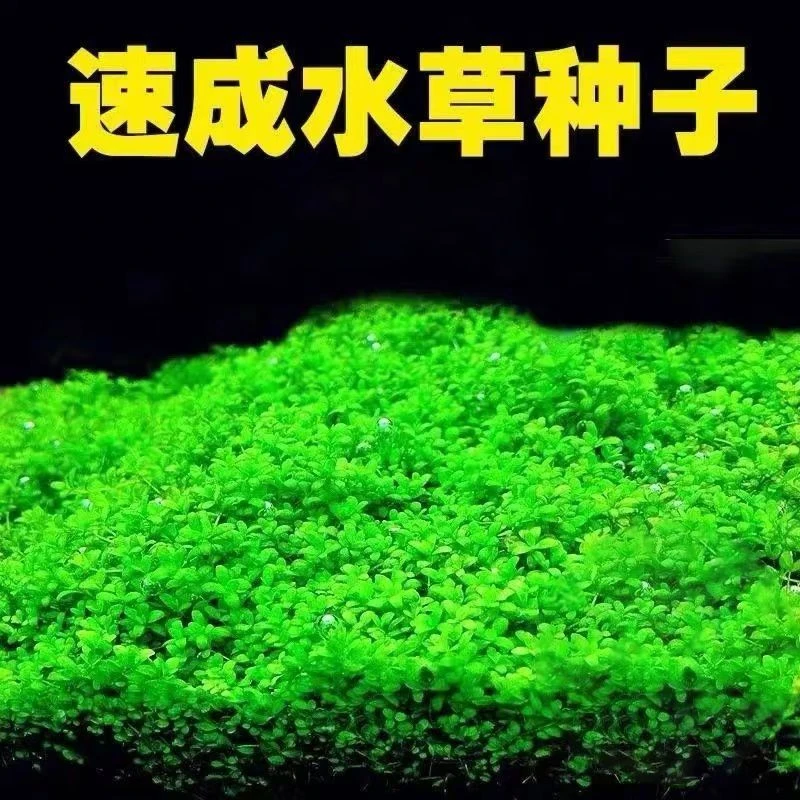 生态鱼缸小对叶水草造景底砂种子草籽水族植物增氧四季速成种植