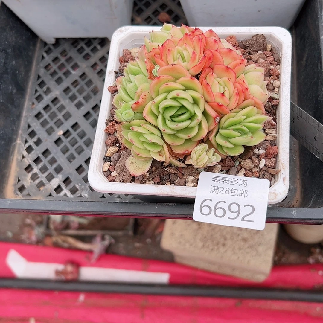 无花朵爱****妹多肉一物一拍6692