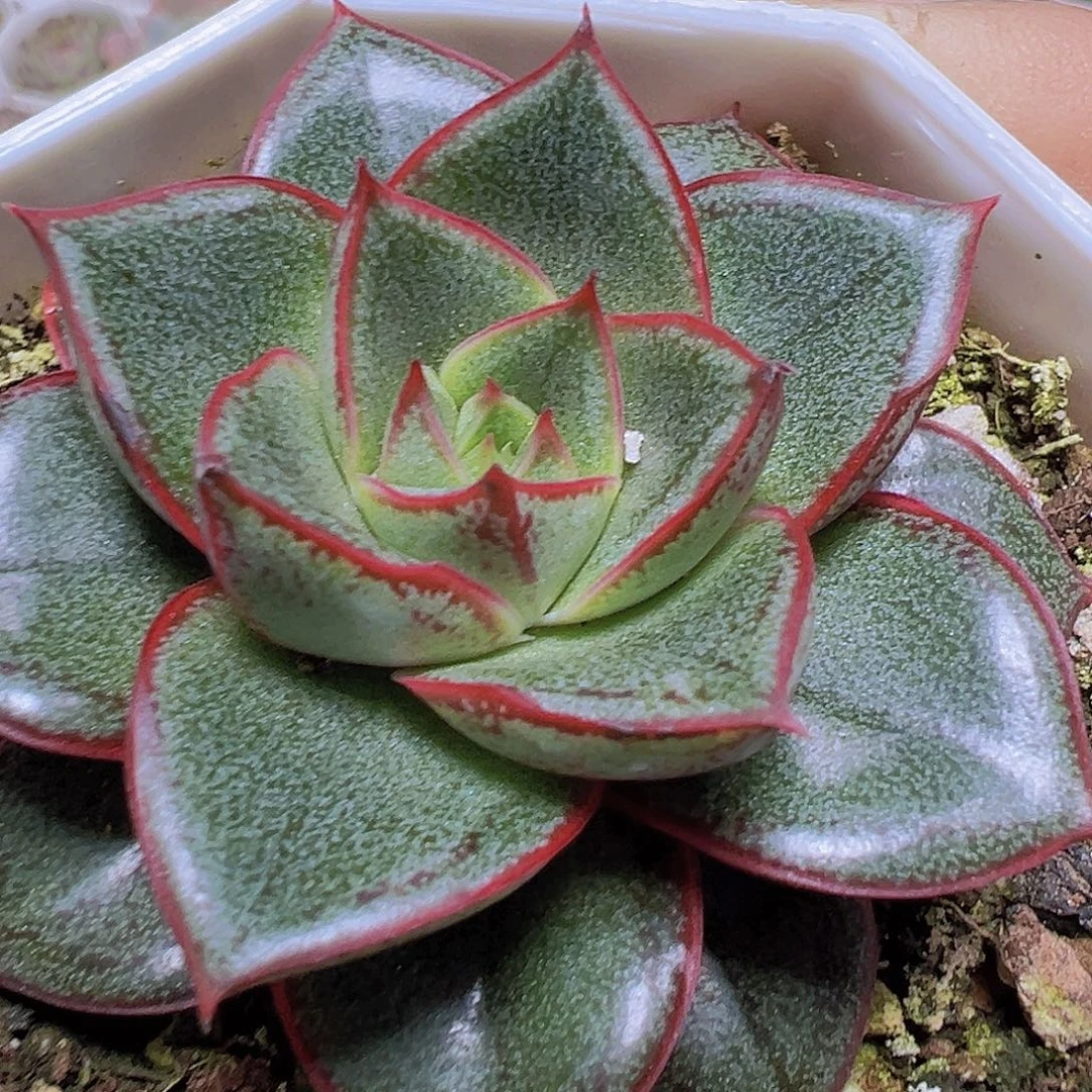 麒麟座19包邮多肉植物