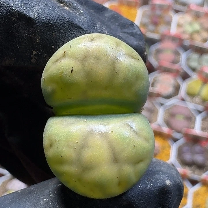 生石花112122。  136