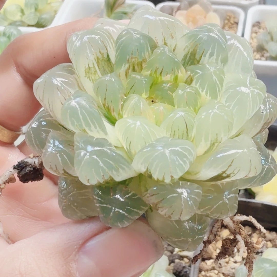 十二卷实生冰灯锦糊裸根