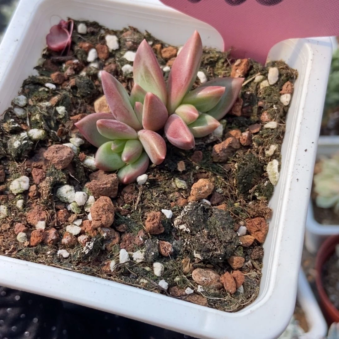 388迷雾泡泡多肉植物保护