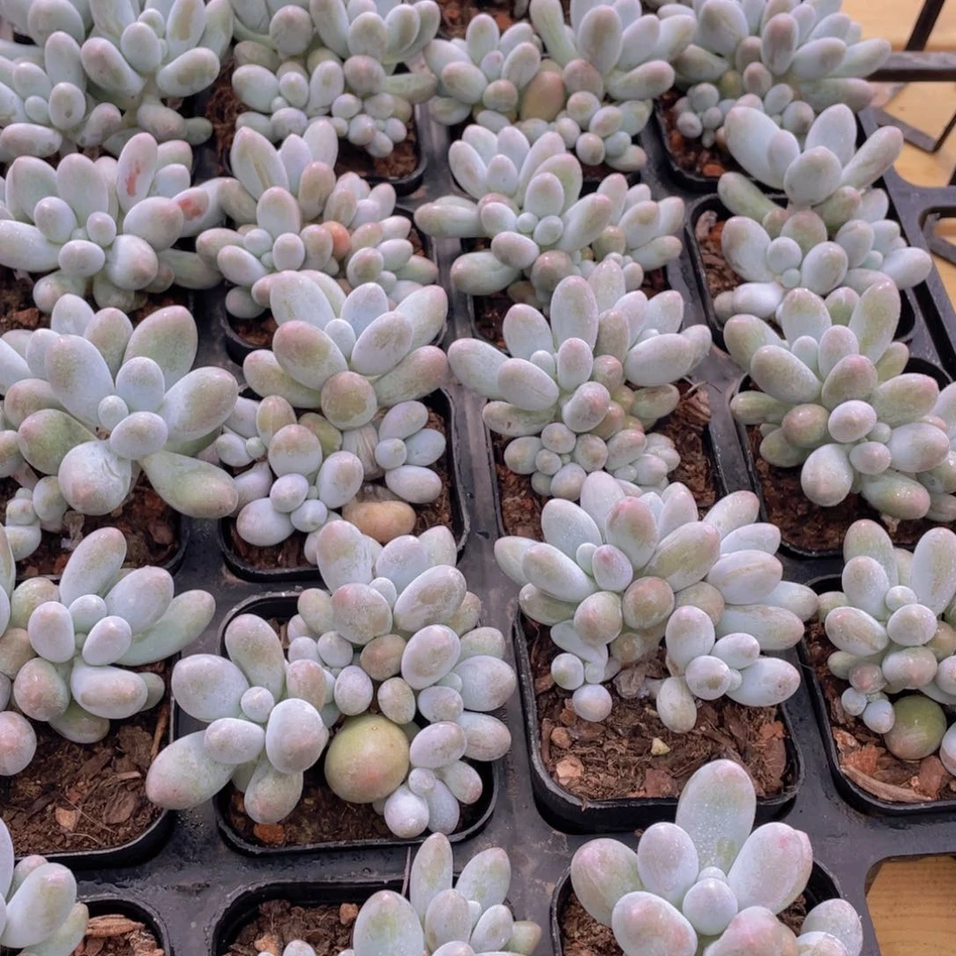 396号 可可奶酪群生一个带盆土