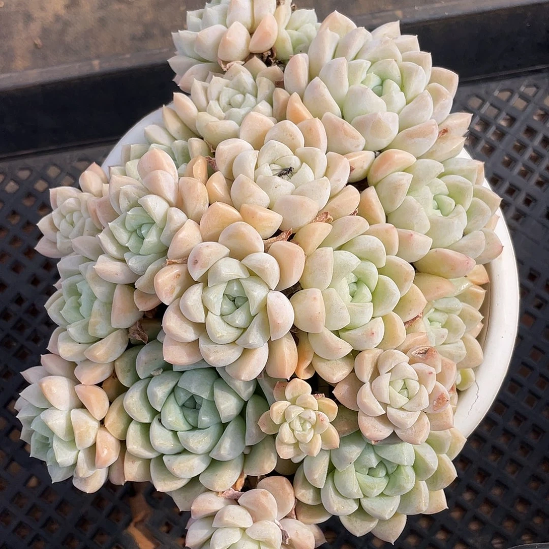 多肉植物一物一拍