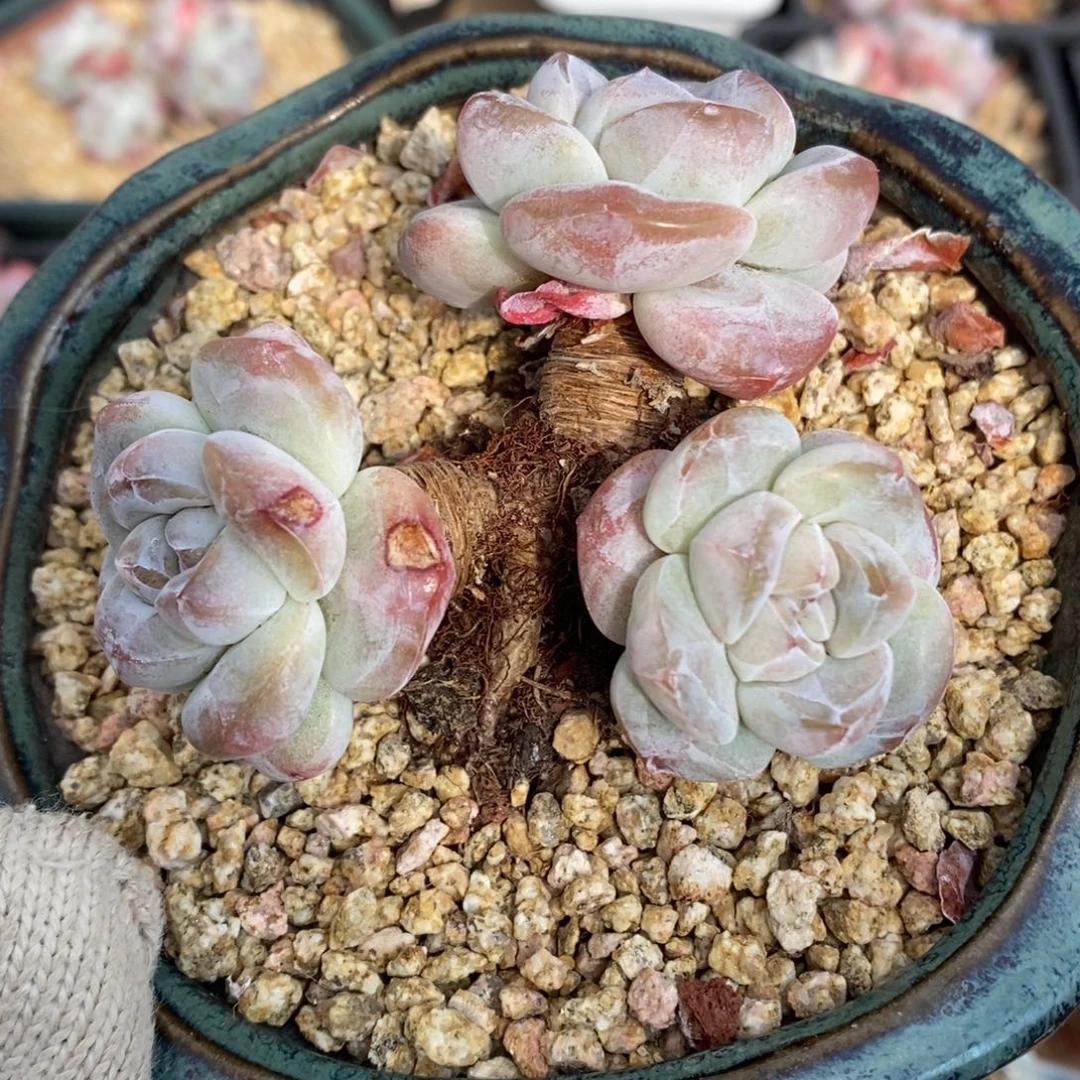 三头粗腿包脸哈哈