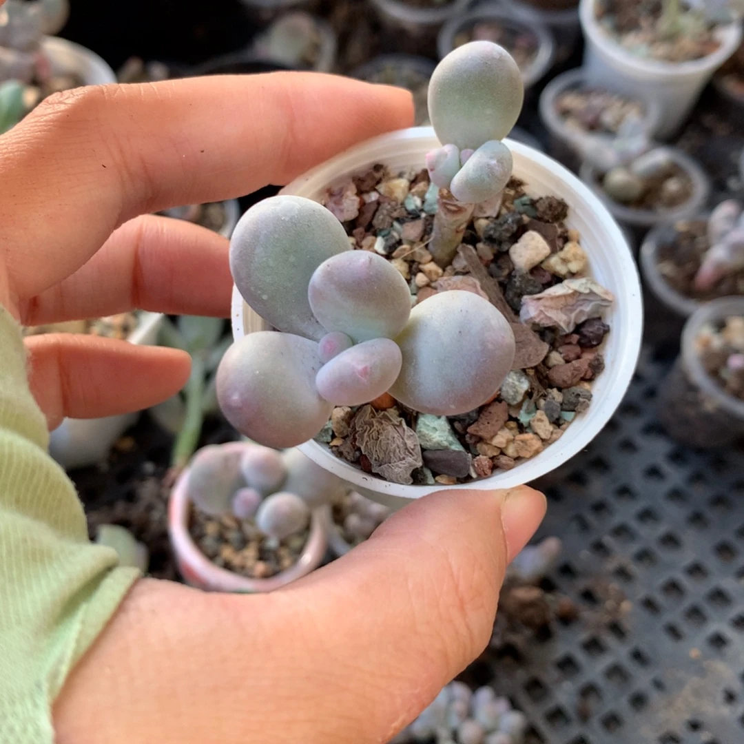 彩虹哈哈哈哈哈哈哈