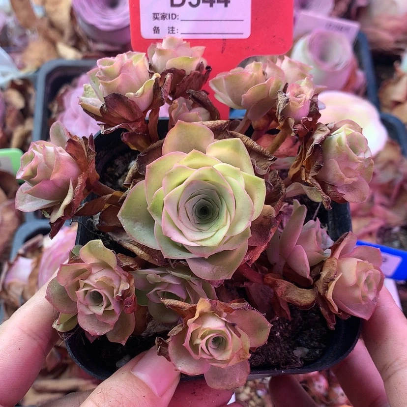 【闪购商品】福利544