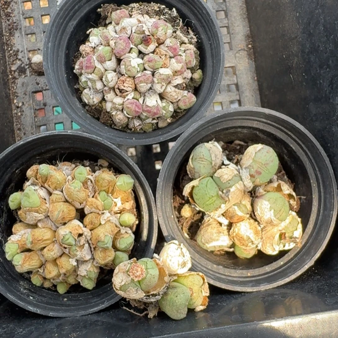 红色迷你猫小米雏荧光玉清姬一组随机