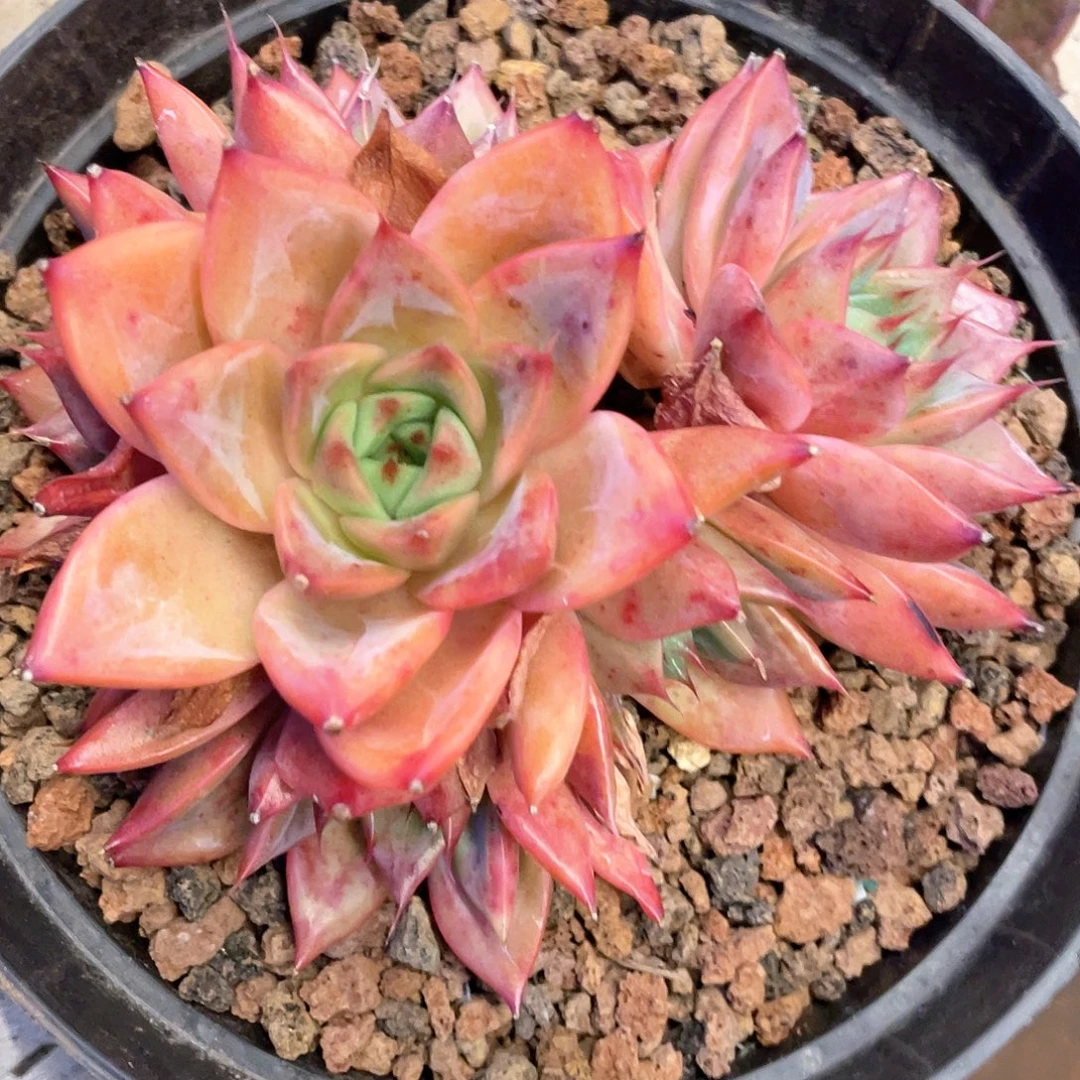 多肉植物一物一拍