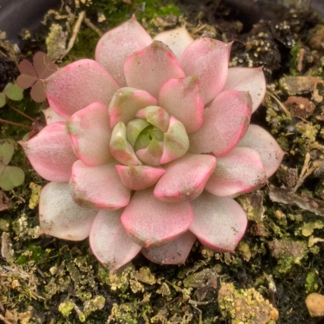 288血燕锦锦锦锦锦锦