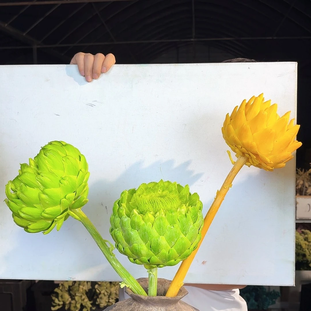 完全开放D118 绿2黄1