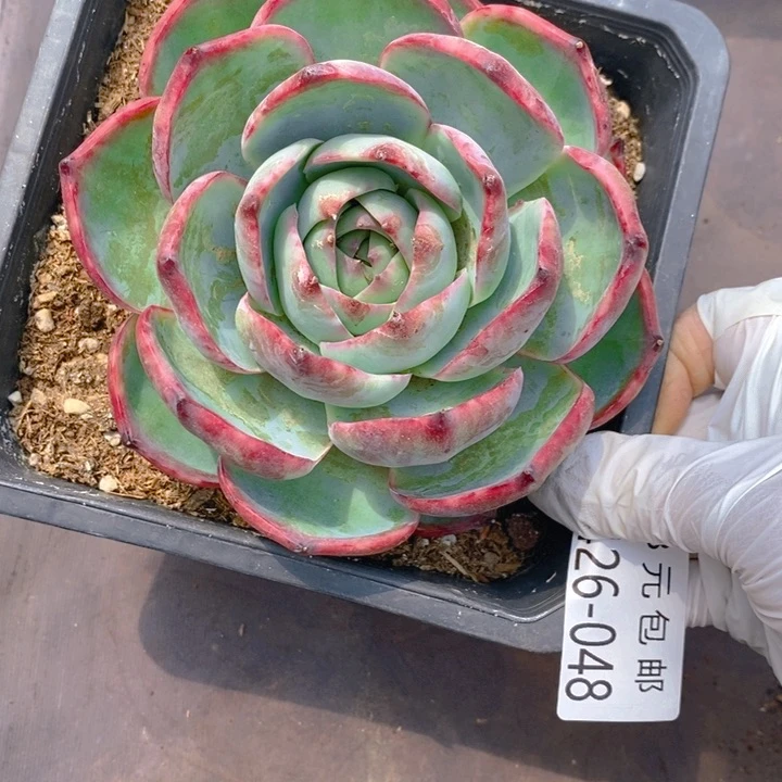 夏悦多肉0427-48惊鸿仙子