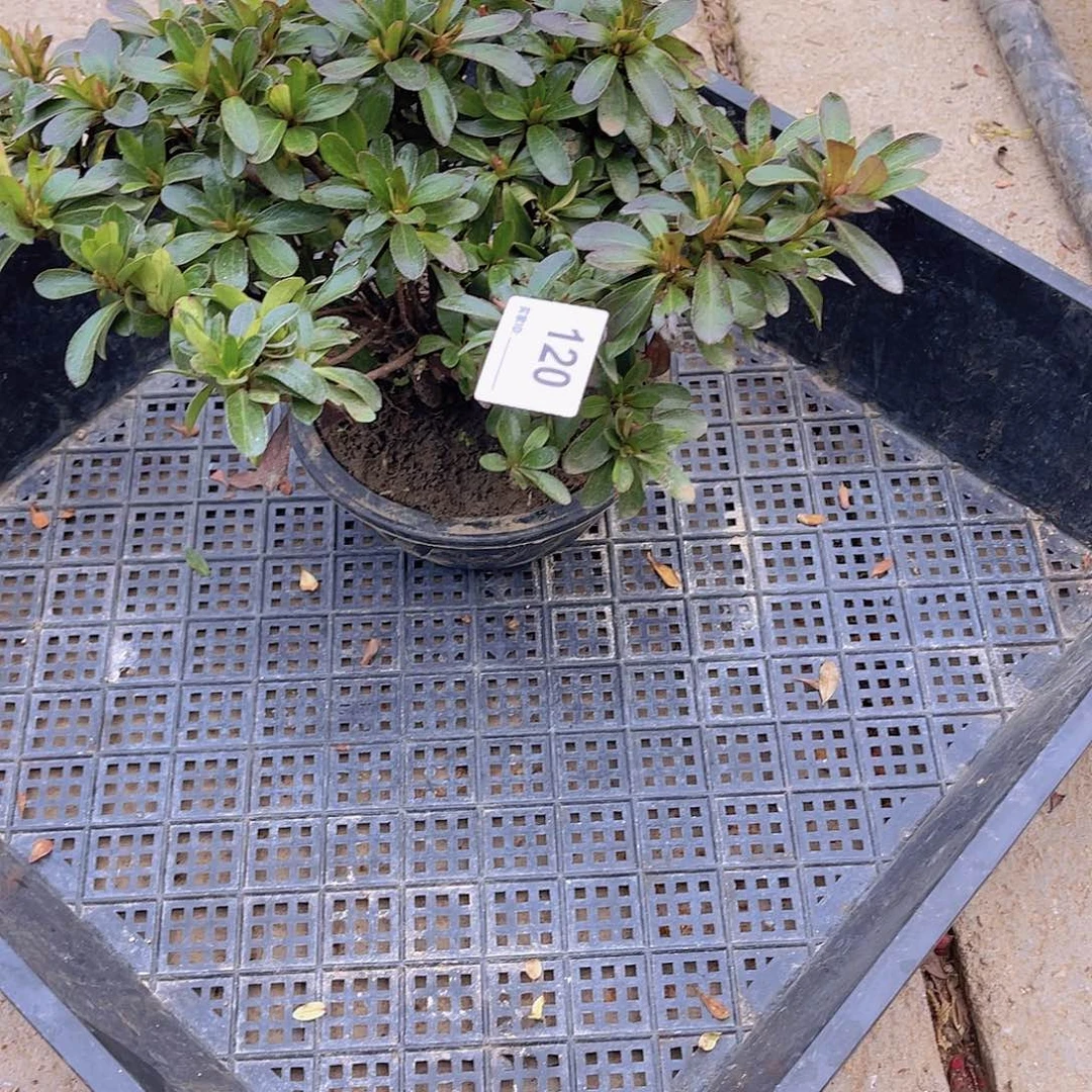 红陶直播时间一直一直