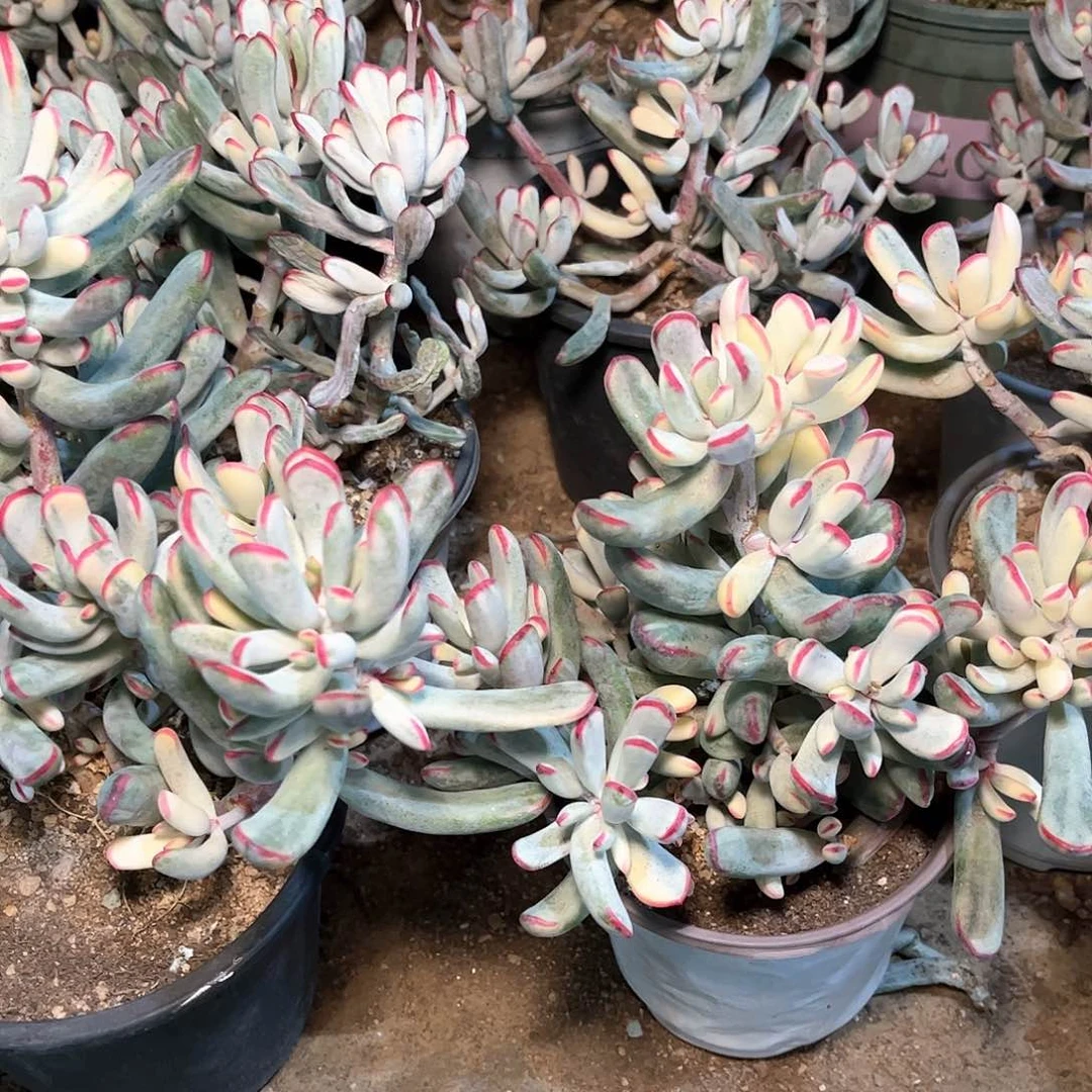 棒叶福娘锦多肉一颗9.999