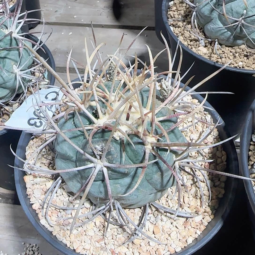 菲冠龙 自根仙人球793