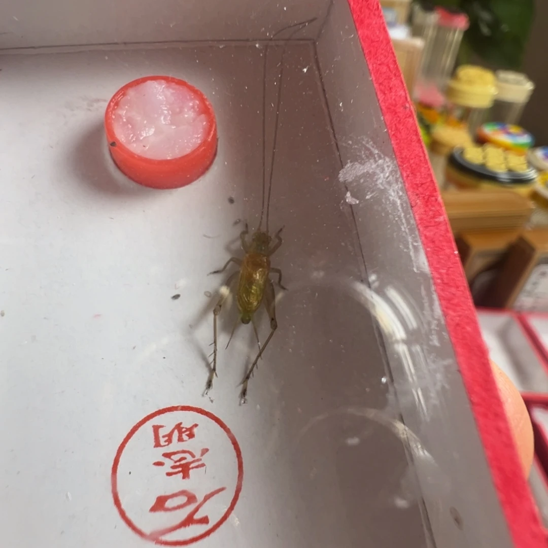 蟋蟀一只石老师短须冬黄