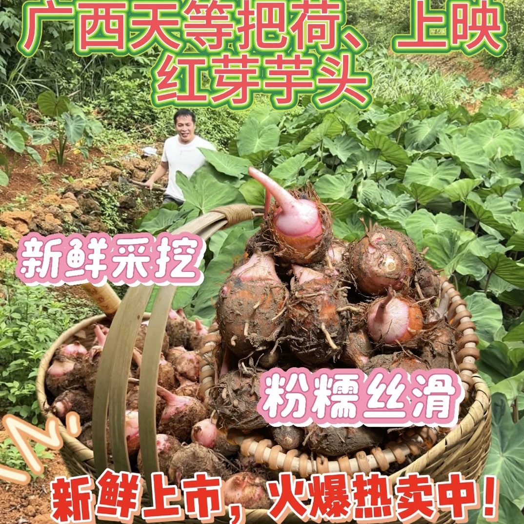 广西天等上映高山红芽芋头新鲜上市包邮