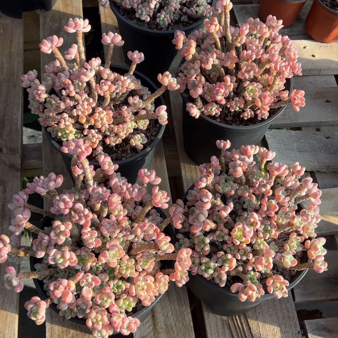 你***光劳尔4颗，一物一拍