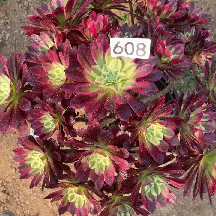 608多肉植物天和