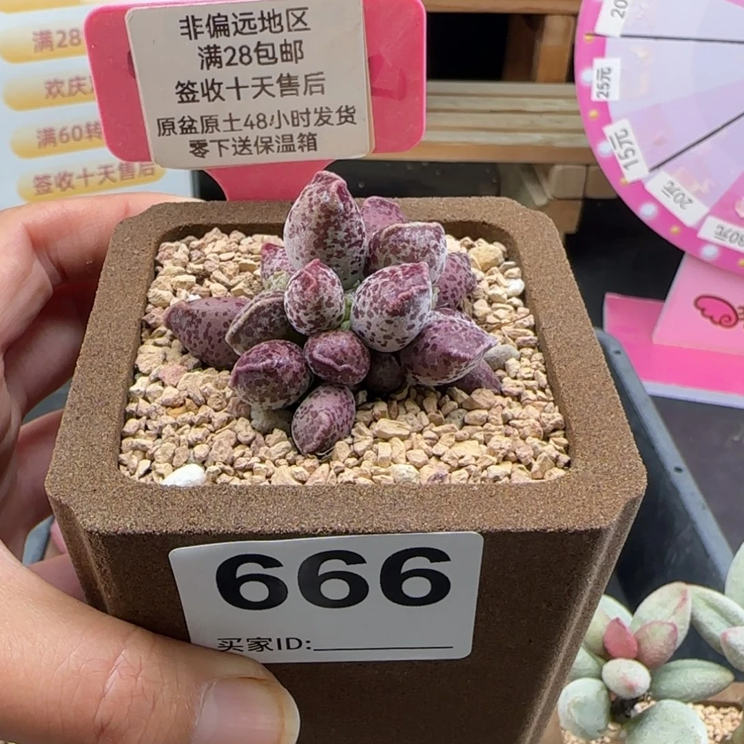 物***理666达摩海豹补差多肉
