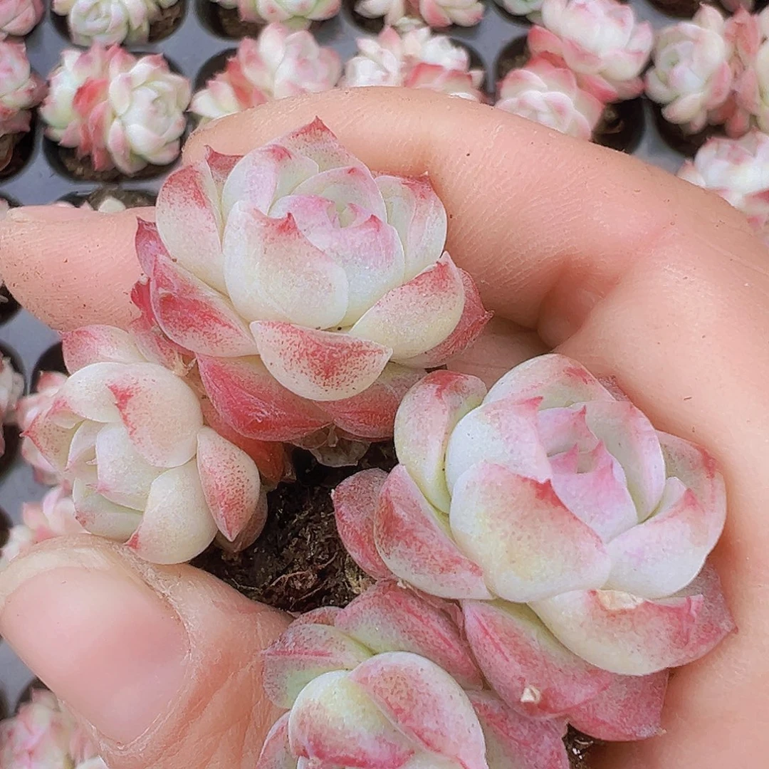 玫瑰仙子双头2颗19包邮