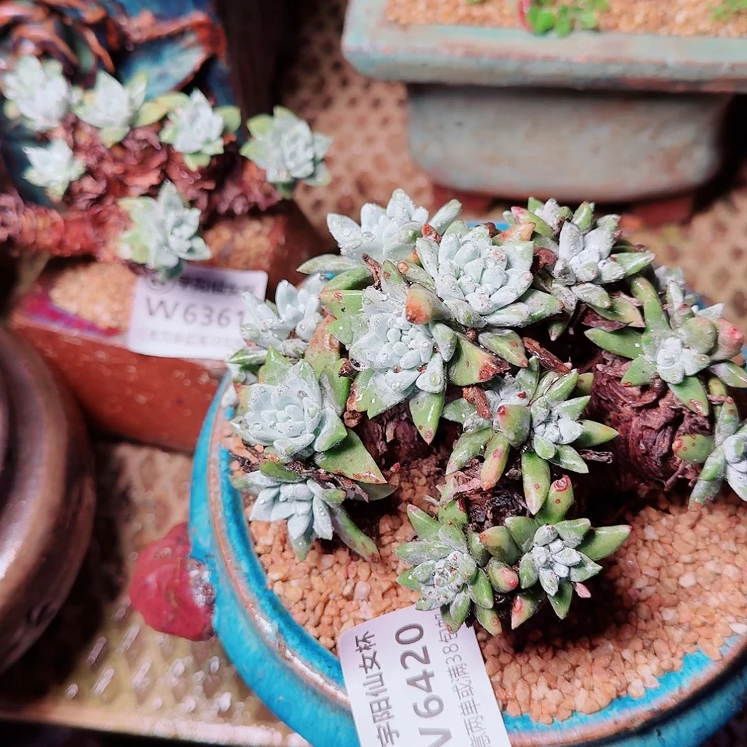 日***16420拇指杂苹果叶仙女杯