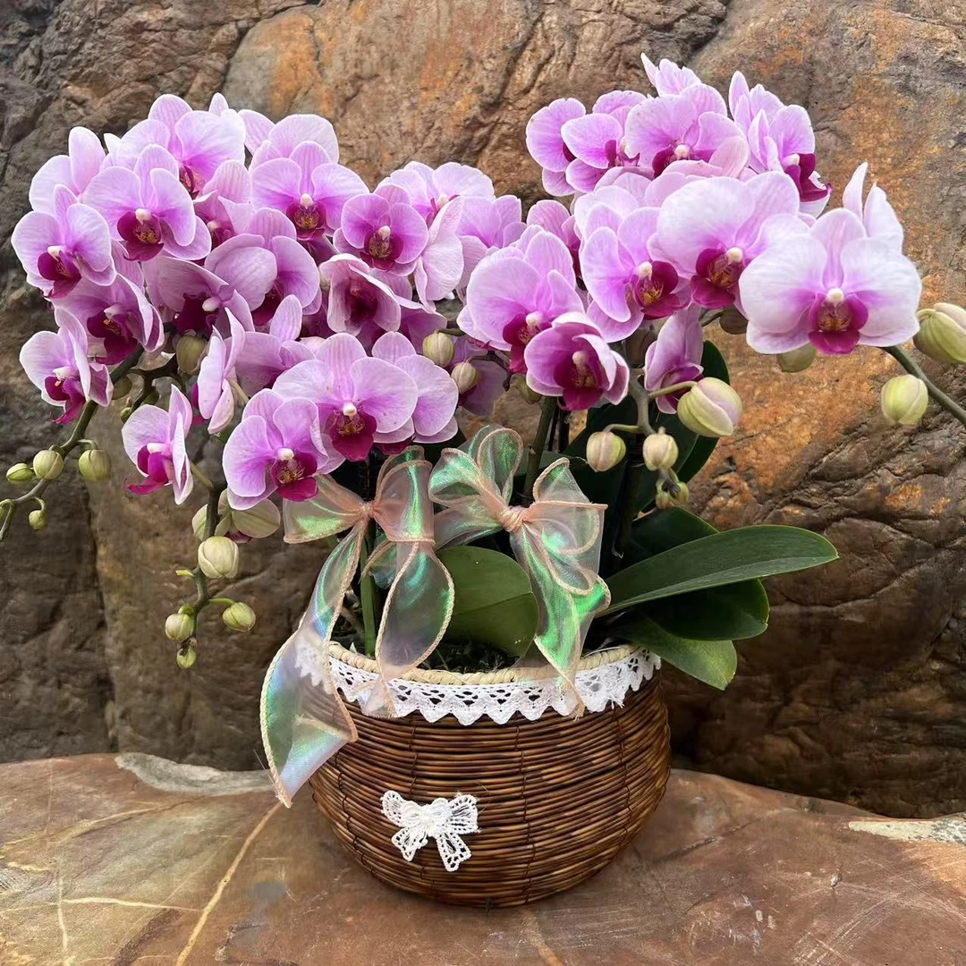 多彩优选（宝贝）欧品贵货爆款蝴蝶兰鲜花室内送礼高端花卉