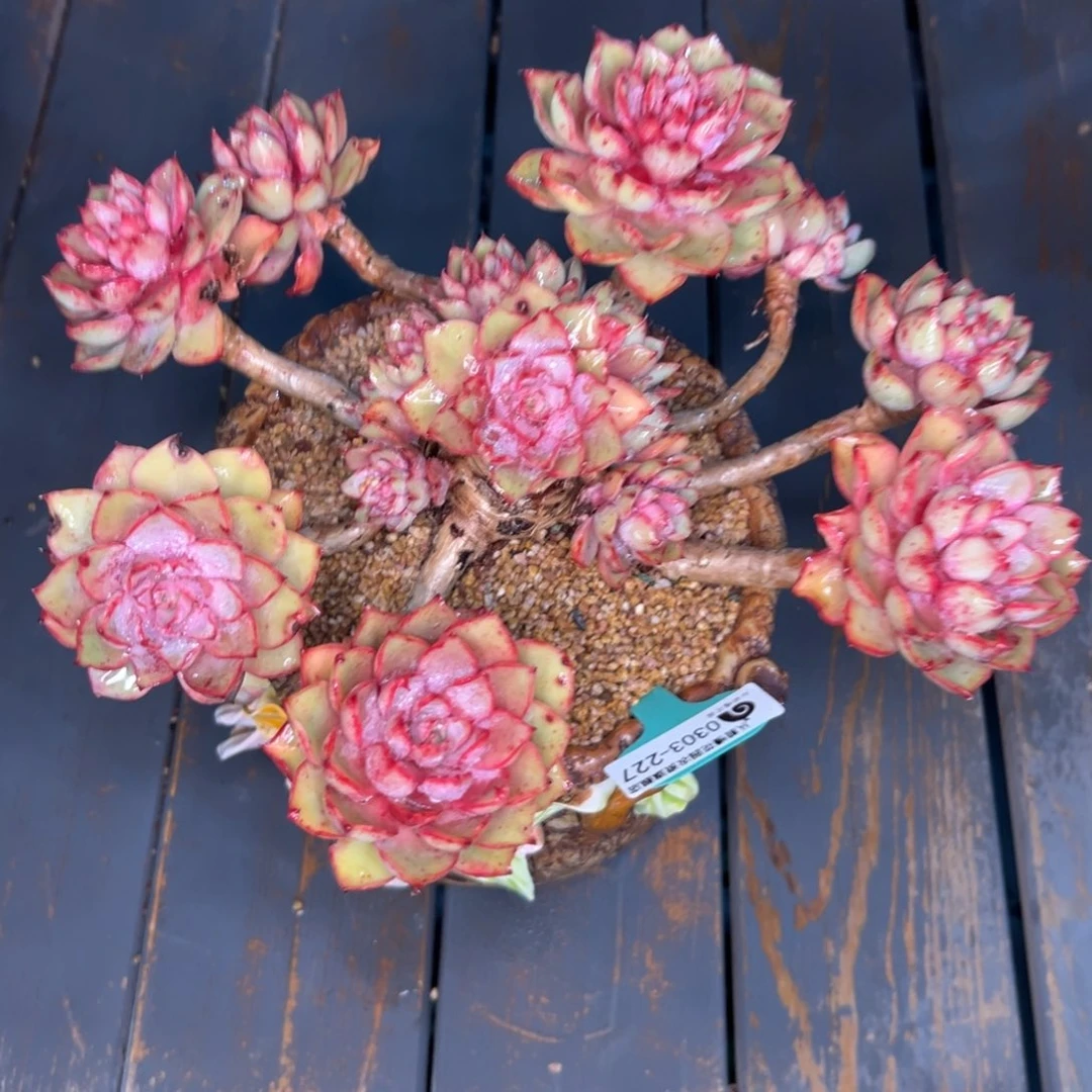 许*?多肉一物一拍0303-227带盆