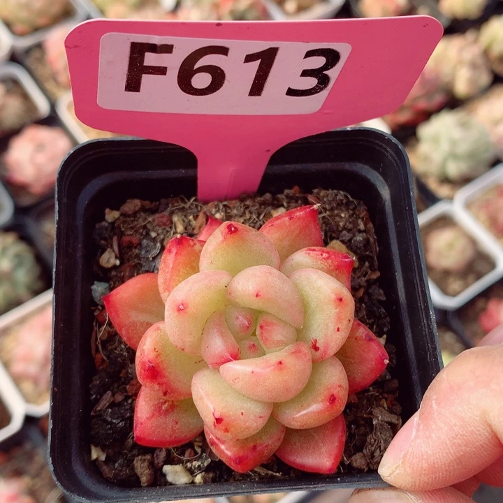 不知名5.5cm多肉植物