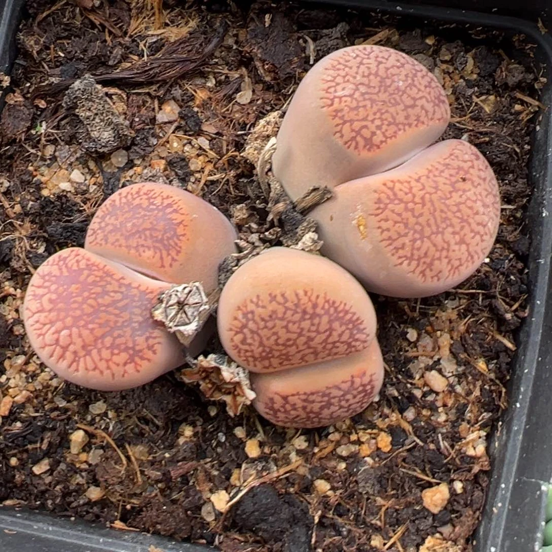 2.4好看的多肉459