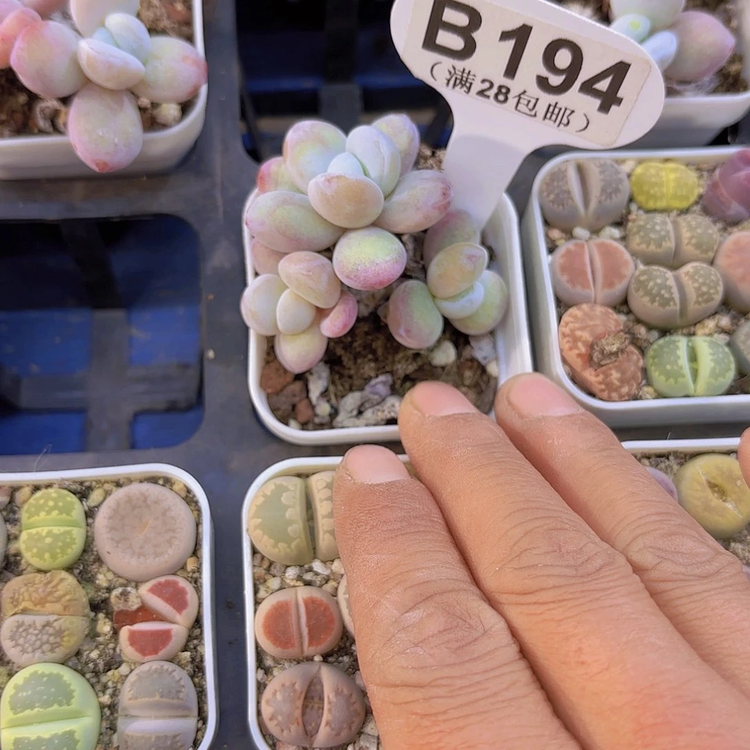 B194雪美人一物一拍