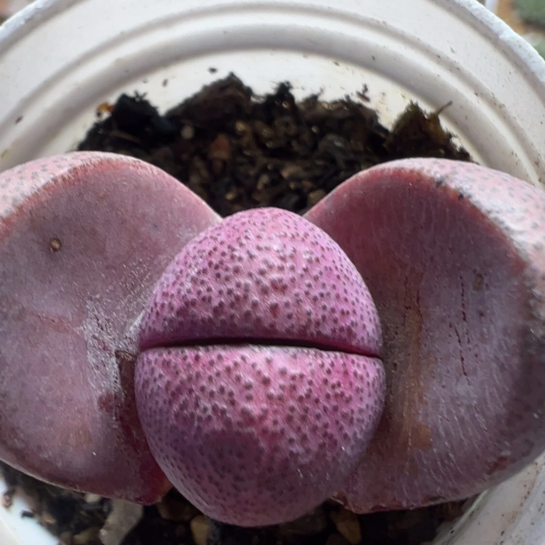 136多肉植物百科植物