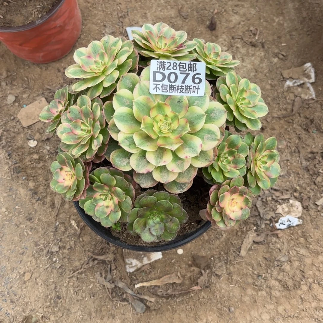 M. 076荔枝多肉，baeee