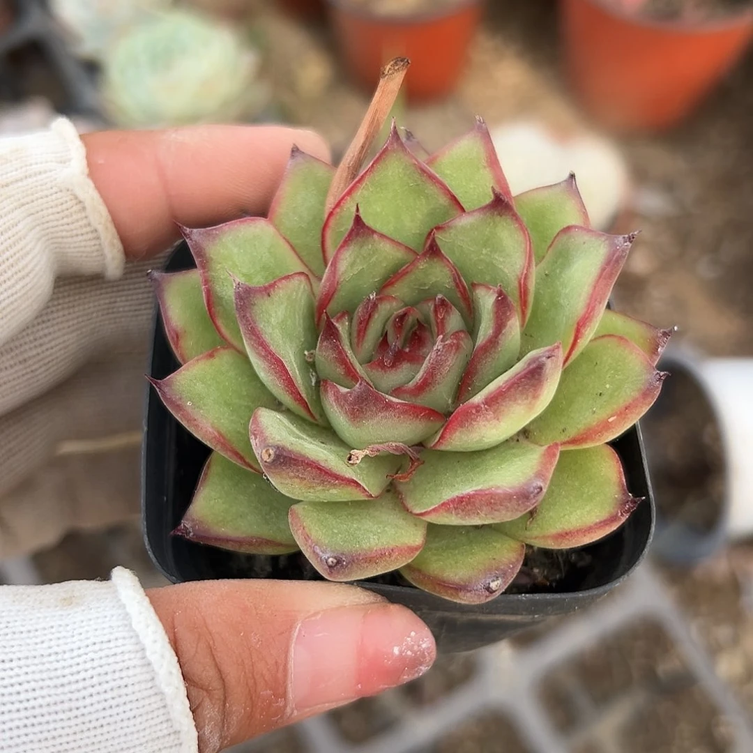多肉植物多肉植物
