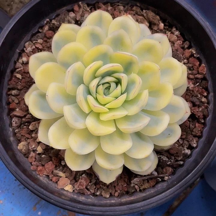 草莓冰锦一物一拍