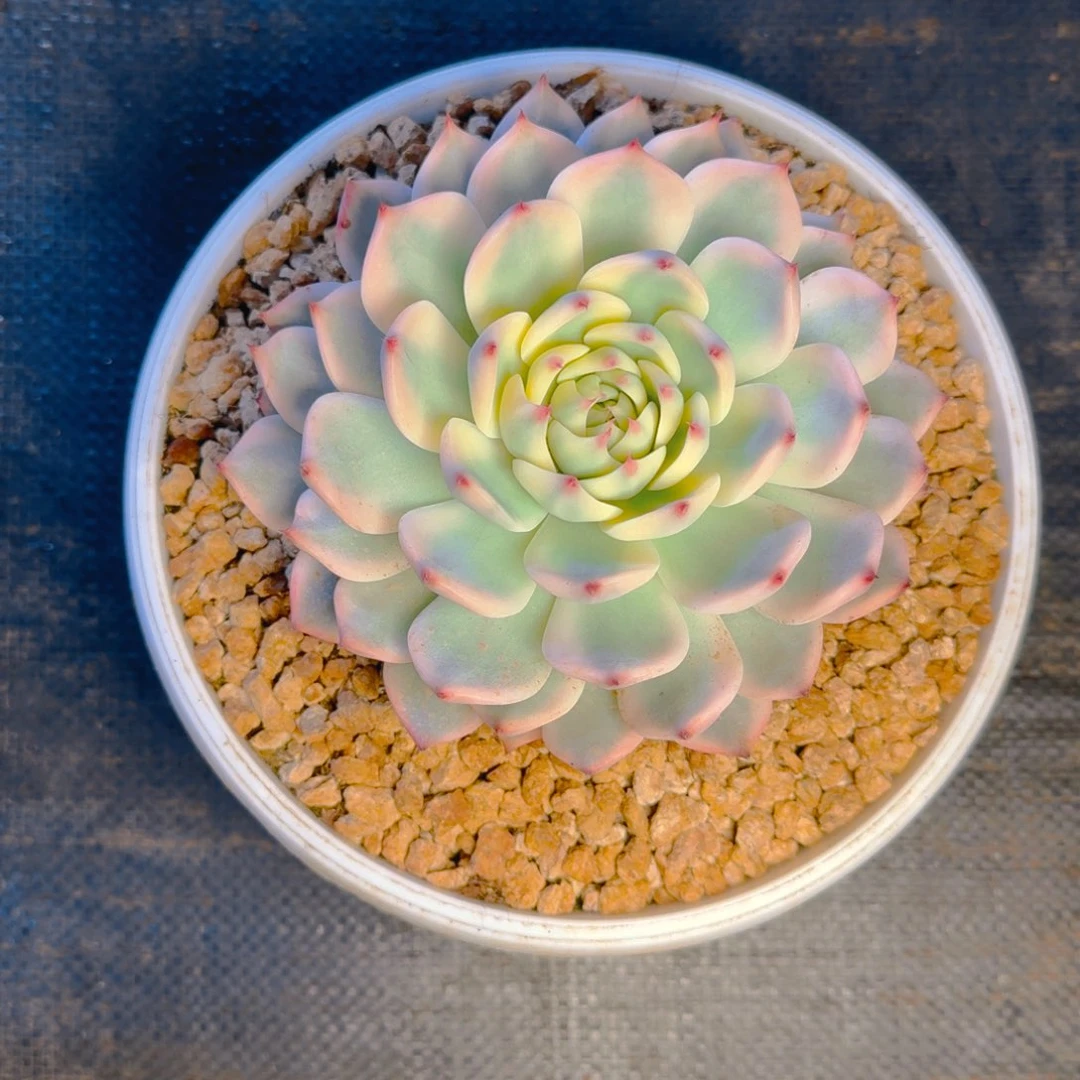 极***玉冰玉姐发货1111111多肉