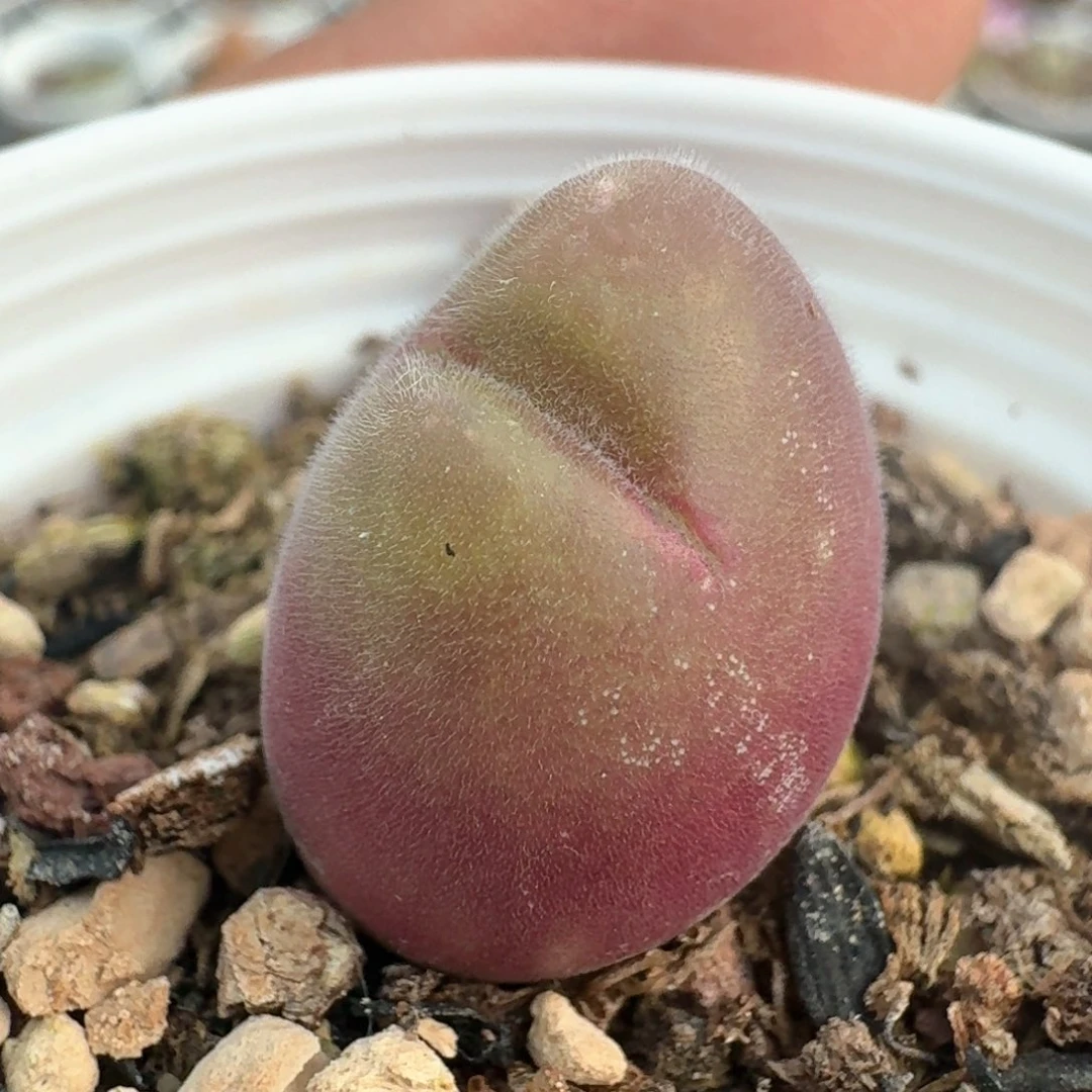 96带盆土发货长毛翠滴