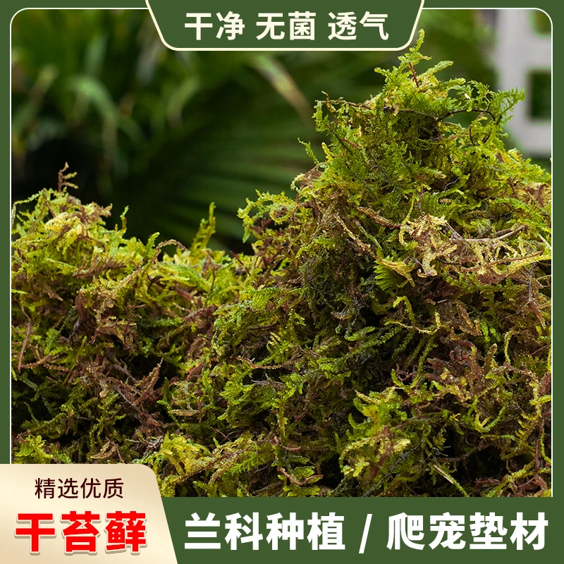 优质干苔藓青苔蝴蝶船长花园营养土多肉水苔育苗苔藓透气沥水水苔