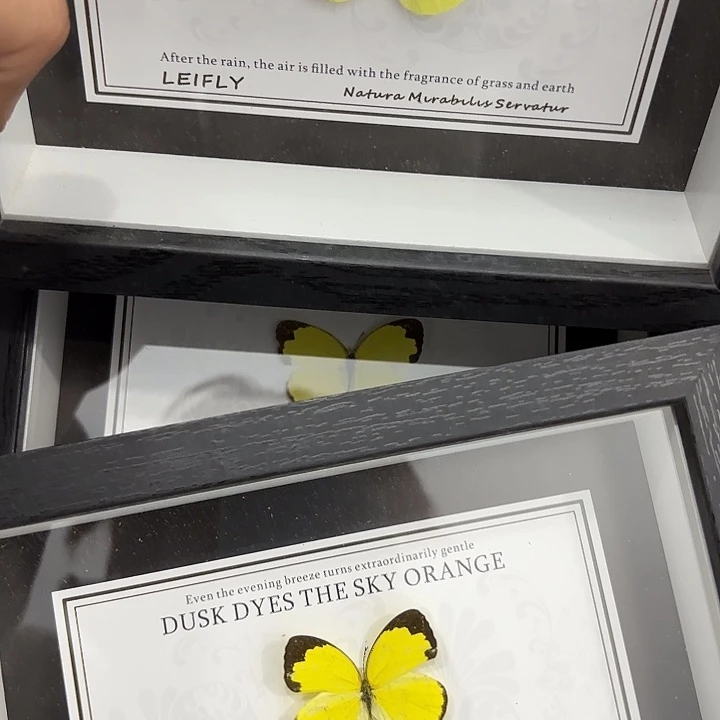 七寸圣诞款黄粉蝶