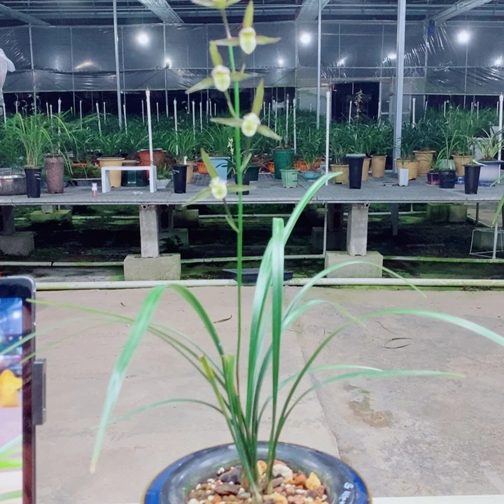 完全开放2苗彩花艳口素寒兰