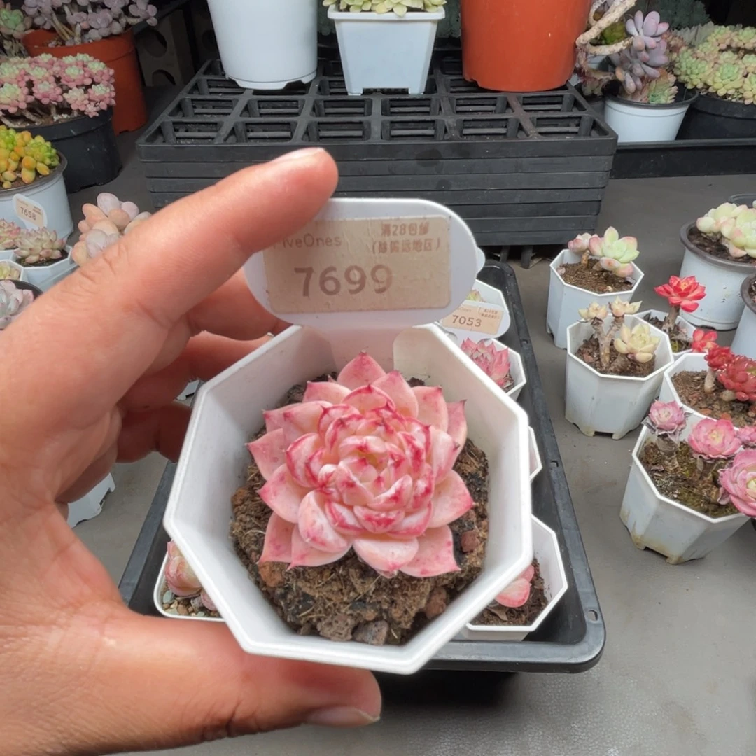 7699天鹅绒 4.0厘米