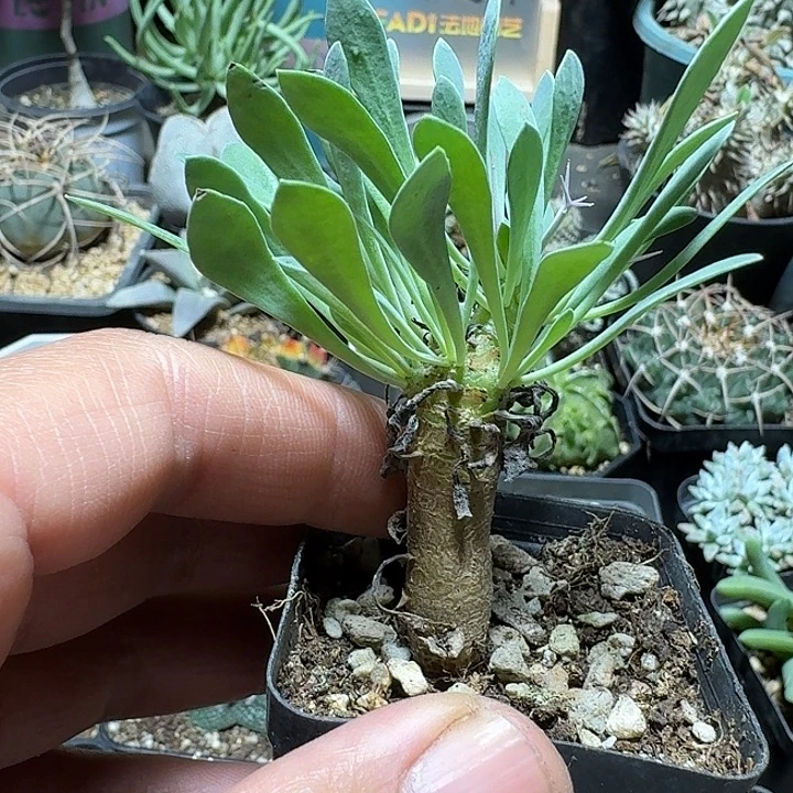 341黑鬼殿厚敦菊带盆发货