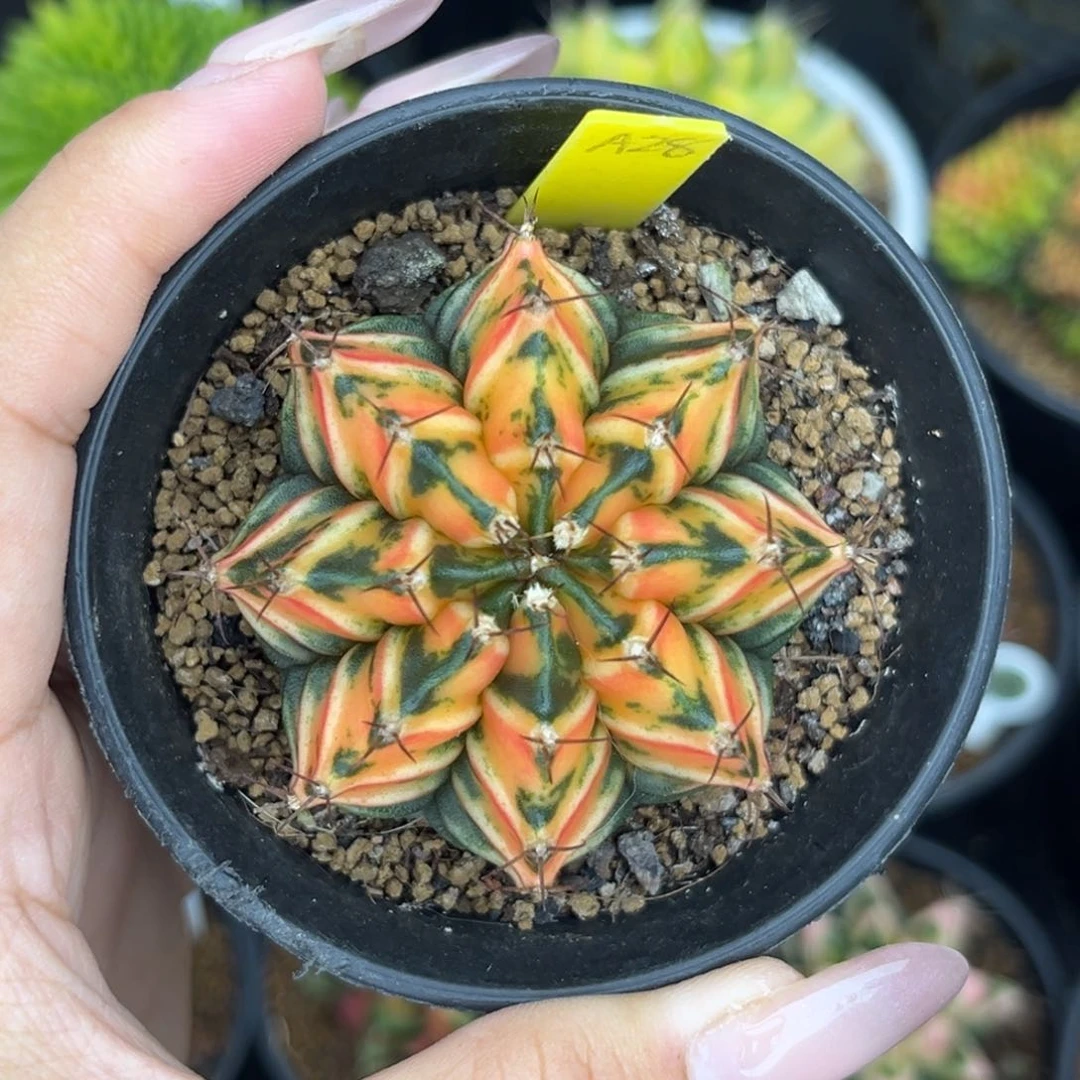 A28 泰系米哈锦 实生 带盆土