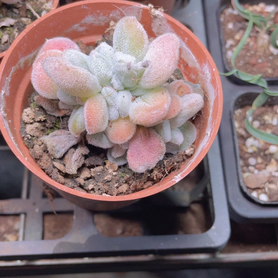 小雪晃星缀化多肉9.9包邮发货