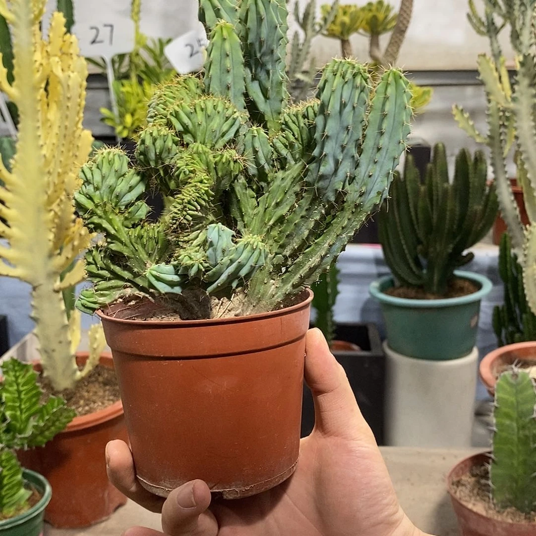 无花朵泰龙骨缀化
