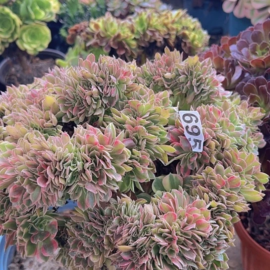 幸****多肉植物一个女神有伤