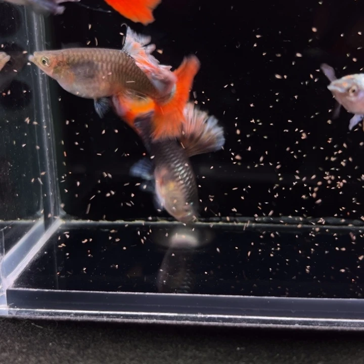 孔雀鱼刘金花蝴蝶2对