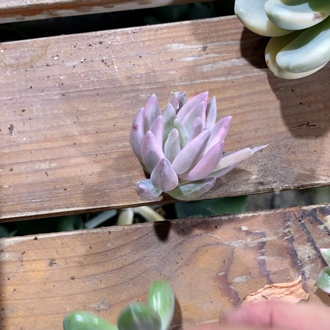 流沙体美人锦多肉植物老桩