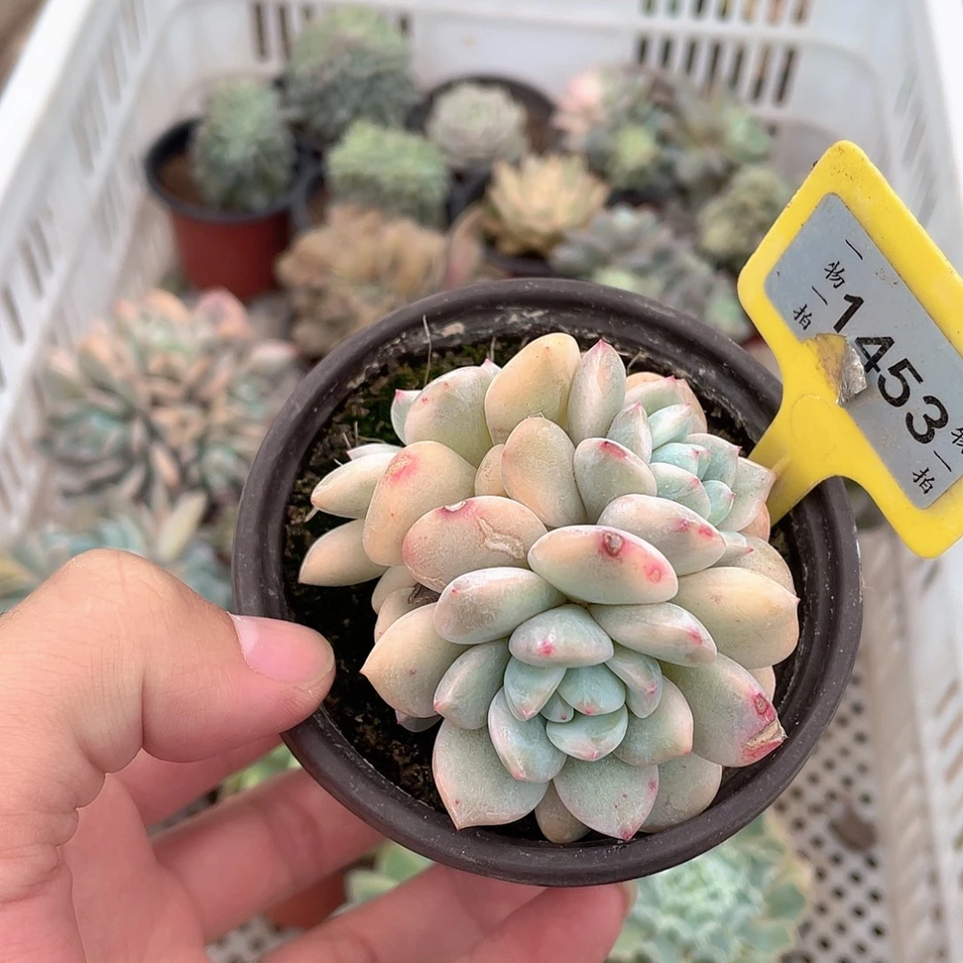 *****1453号多肉植物盆栽