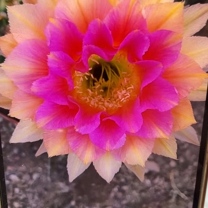 彩草75号7公分左右干皮